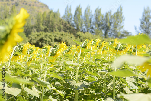 sun flower