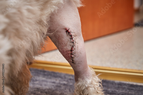 Havaneser Hund mit Narbe am linken Bein