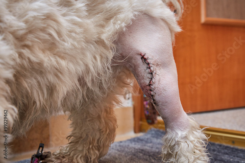Havaneser Hund mit Narbe am linken Bein