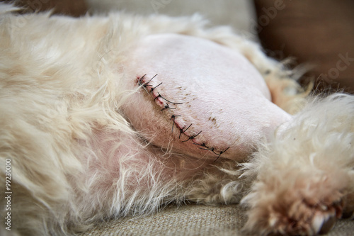 Havaneser Hund mit Narbe am linken Bein