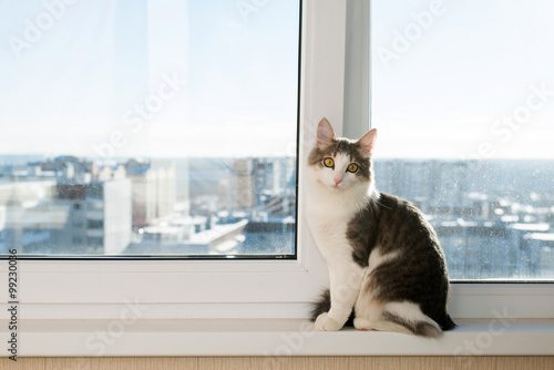 Young cat sitting on  window sill
