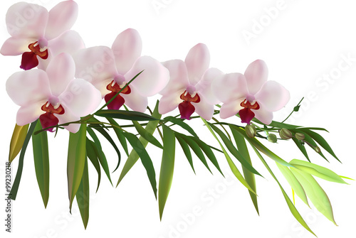 Fototapeta Naklejka Na Ścianę i Meble -  green bamboo branch and orchid pink flowers
