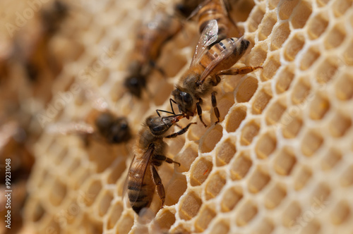 api si scambiano cibo,trofallassi
