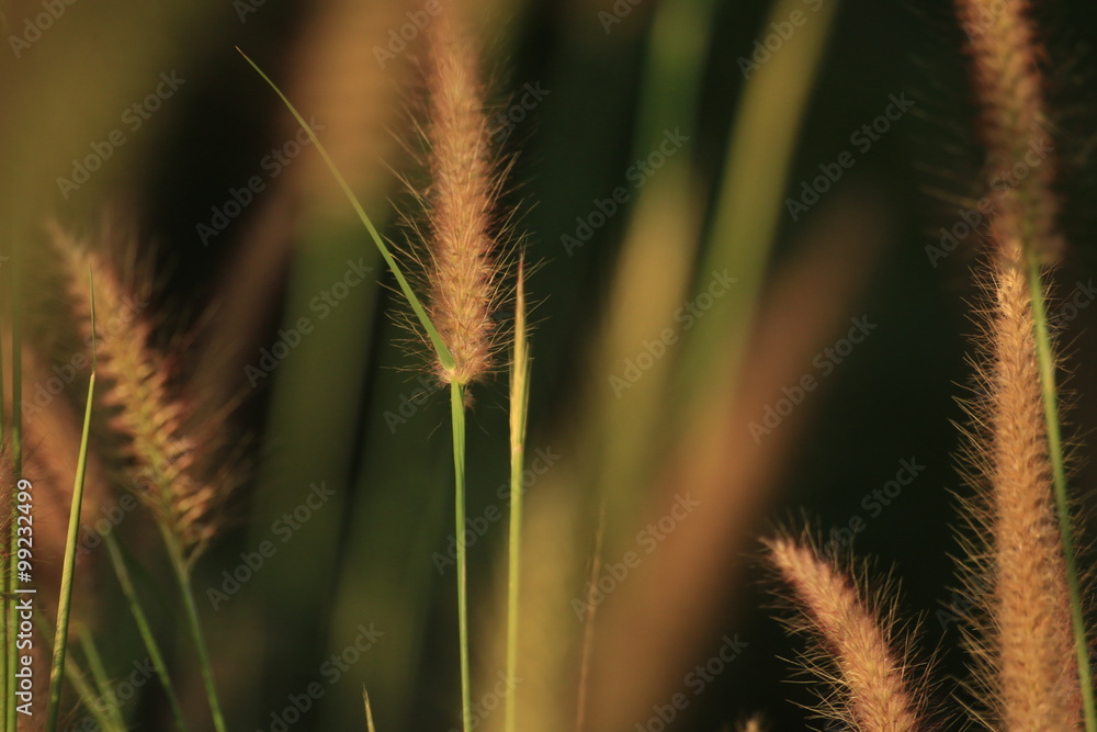 Grass flower