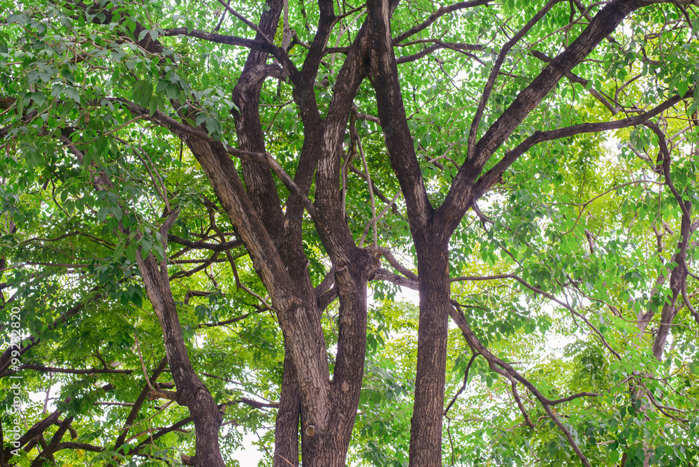 forest trees. nature green wood sunlight backgrounds. forest trees. nature green wood sunlight backgrounds.