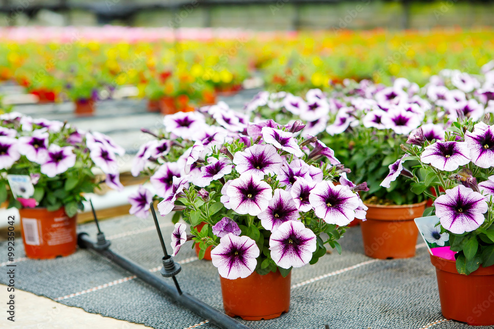 Cultivation of differen flowers in greenhouse