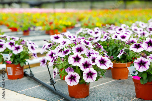 Wallpaper Mural Cultivation of differen flowers in greenhouse Torontodigital.ca