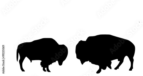two bisons 