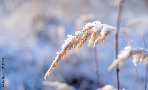 Grass in the snow