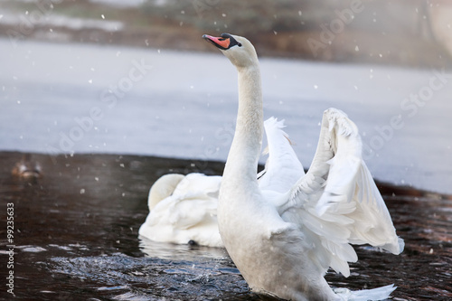  Swans swimming in a pond. Winter