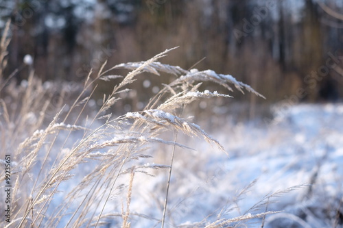 Grass in the snow