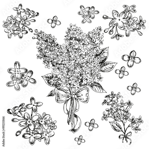 hand drawn lilac flowers