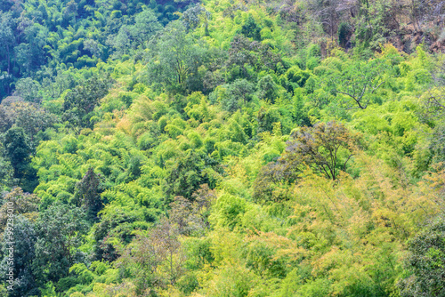 Mixed forest in northern of Thailand.