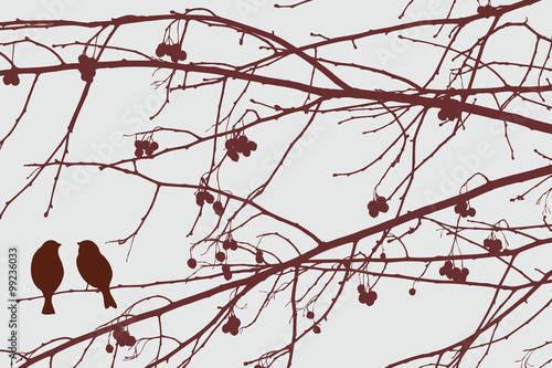 sparrows on the rowan tree
