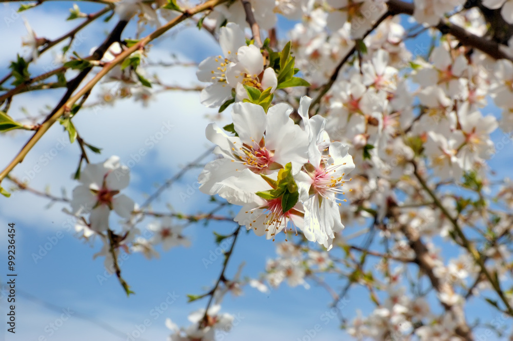 Flowers of the cherry blossoms against the blue sky Flowers of the cherry blossoms against the blue sky