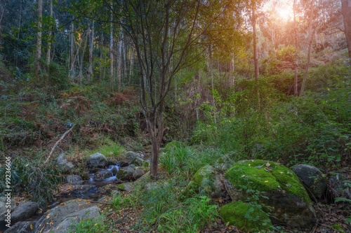 We come autumn in the forest, Monchique. Portugal, Algarve.