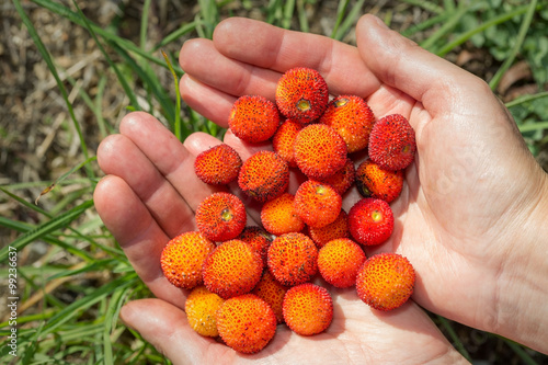The girl holds in hands ripe berries arbutus. Close-up.