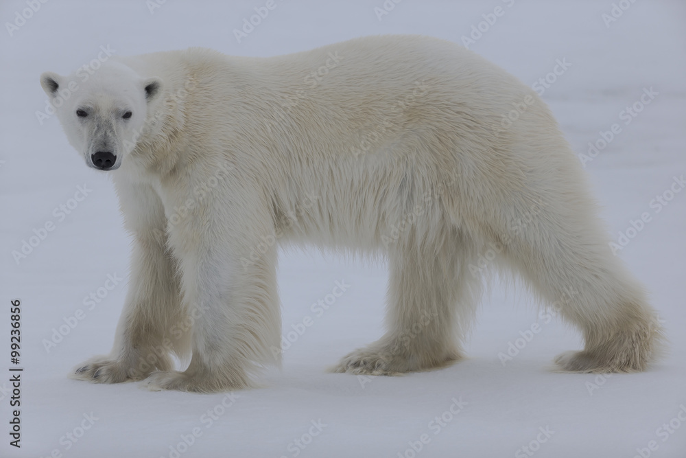 Polar Bear Polar Bear