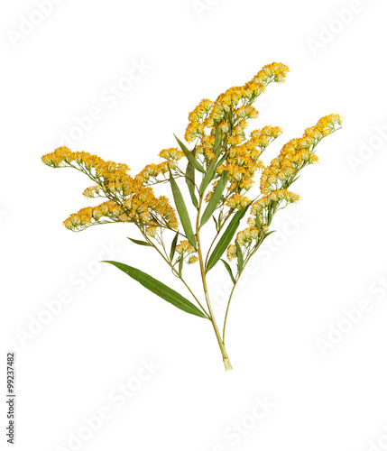 Pressed and dried goldenrod flower. Isolated on white background photo