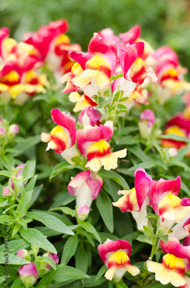 Obraz premium Snapdragon flower (antirrhinum) in the garden