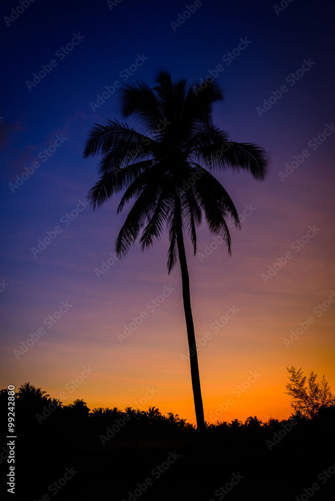 Silhouette coconut palm trees at twilight time