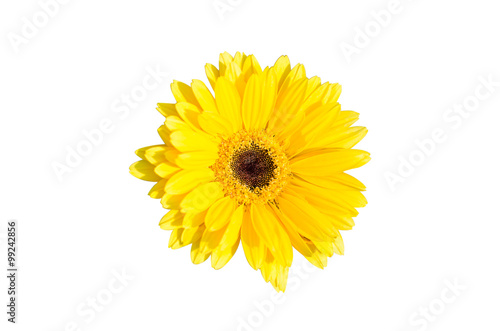 Yellow gerbera flower isolated on white background
