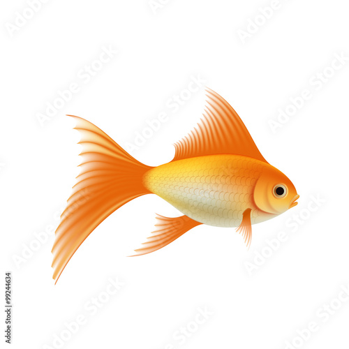 Gold aquarium fish