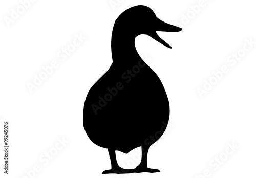 a duck 