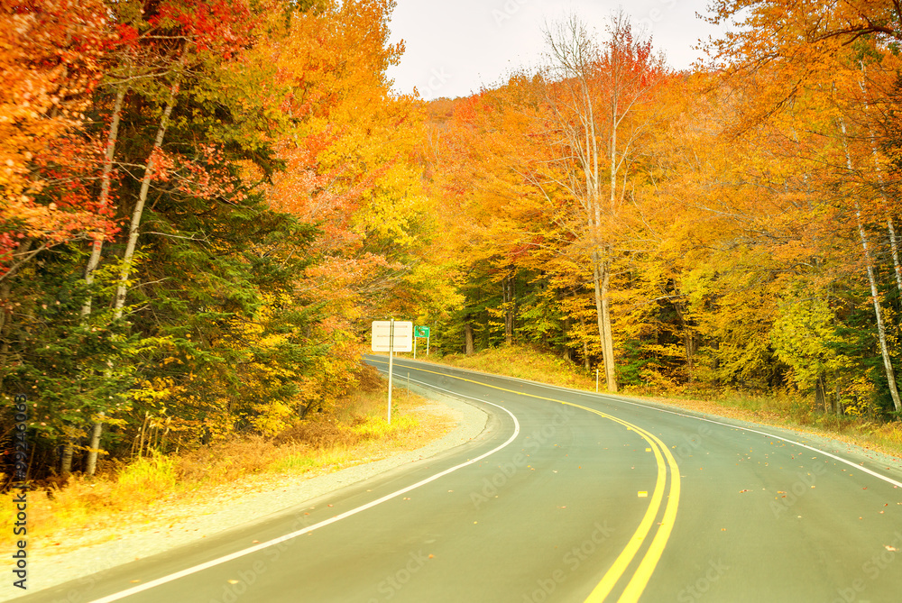 Fototapeta premium Autumnal landscape. Leaves and trees background, red foliage