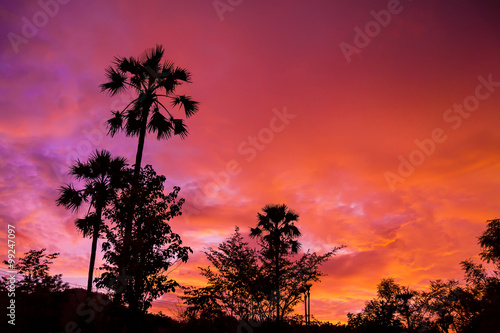 Red sunset and palms