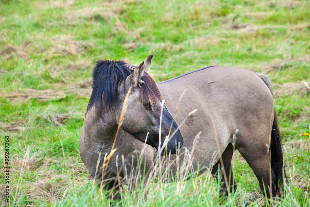 Fototapeta premium wild horse on the meadow