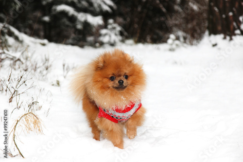 Cute pomeranian dog in the winter forest. Dog in snowy forest. Clever dog © Agnes