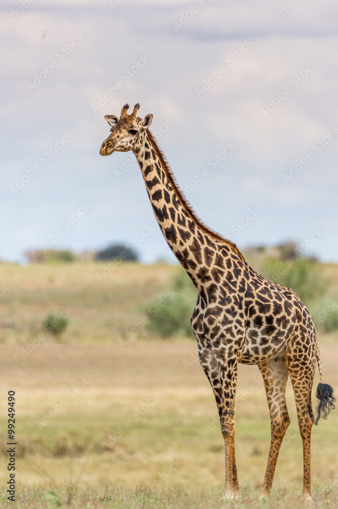 Portrait einer Giraffe im Tsavo East National Park