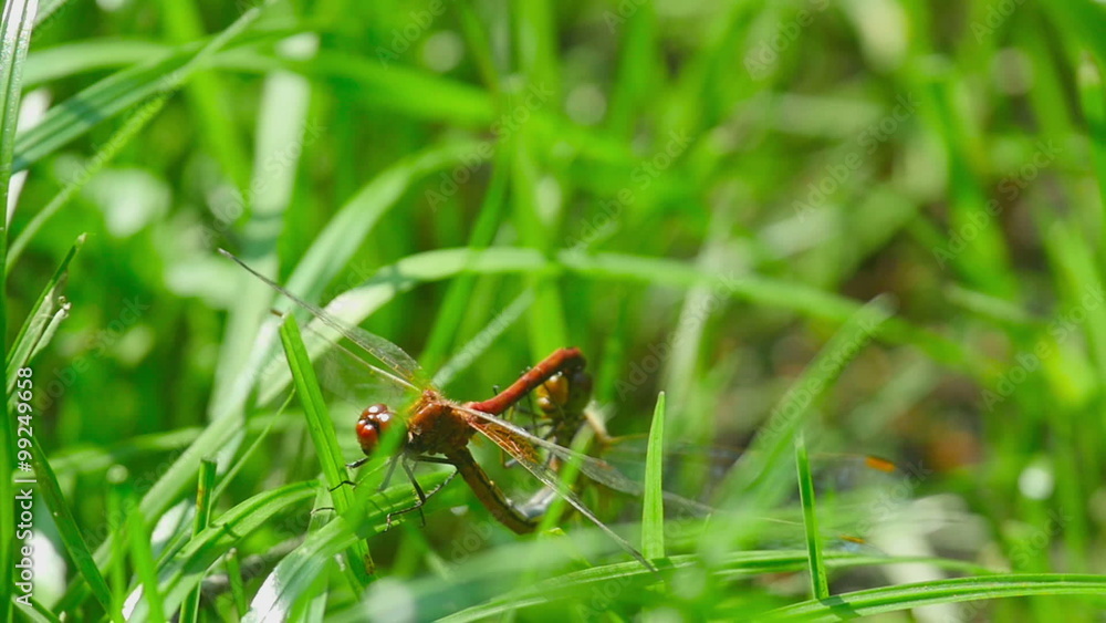 Red dragonflies mate Red dragonflies mate