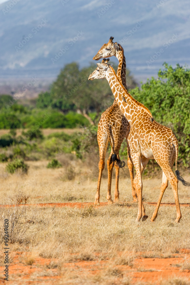 Obraz premium Zwei Giraffen in der weite der Landschaft von Kenia.