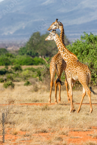 Zwei Giraffen in der weite der Landschaft von Kenia.