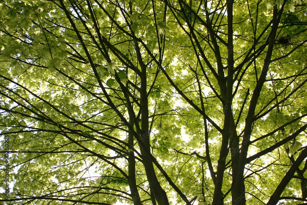 Obraz premium Looking up at tree canopy