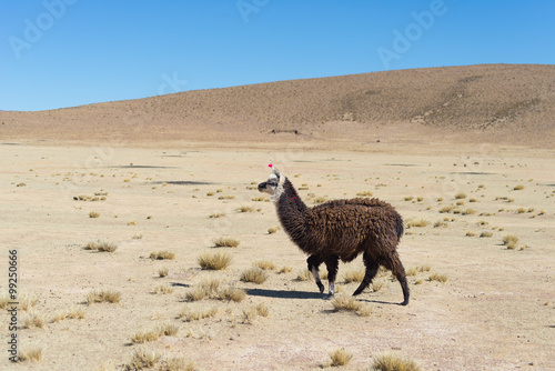 One single llama on the Andean highland in Bolivia © fabio lamanna