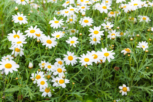 Daisy flower feild in daylight