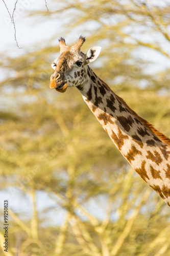Portrait eines Giraffenkopfes