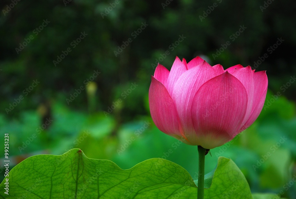 Blooming lotus Blooming lotus