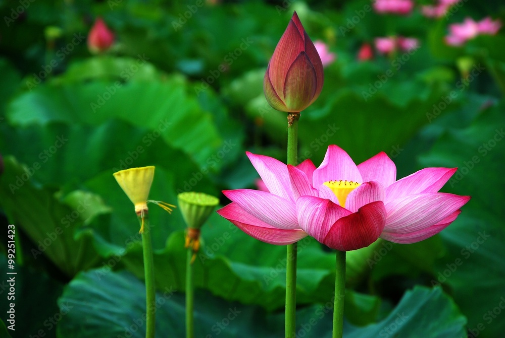 Foto auf Acrylglas mit Blühender Lotus #99251423