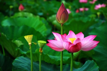 Papier peint photo Fleur de lotus Lotus en éclosion matinale  © carl