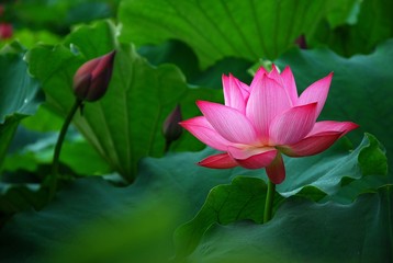 Papier peint photo Fleur de lotus Lotus en pleine floraison estivale  © carl