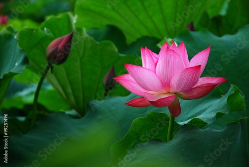 Blooming lotus 