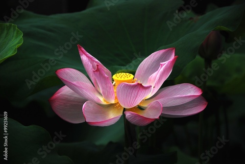 Blooming lotus 