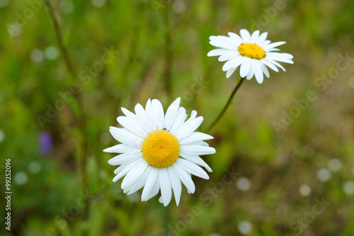 Summer daisy flower