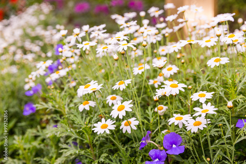 Daisy flower feild in daylight