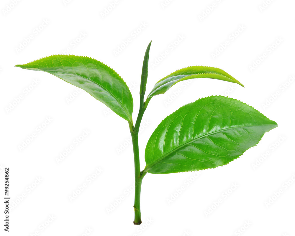 Green tea leaf isolated on white background Green tea leaf isolated on white background