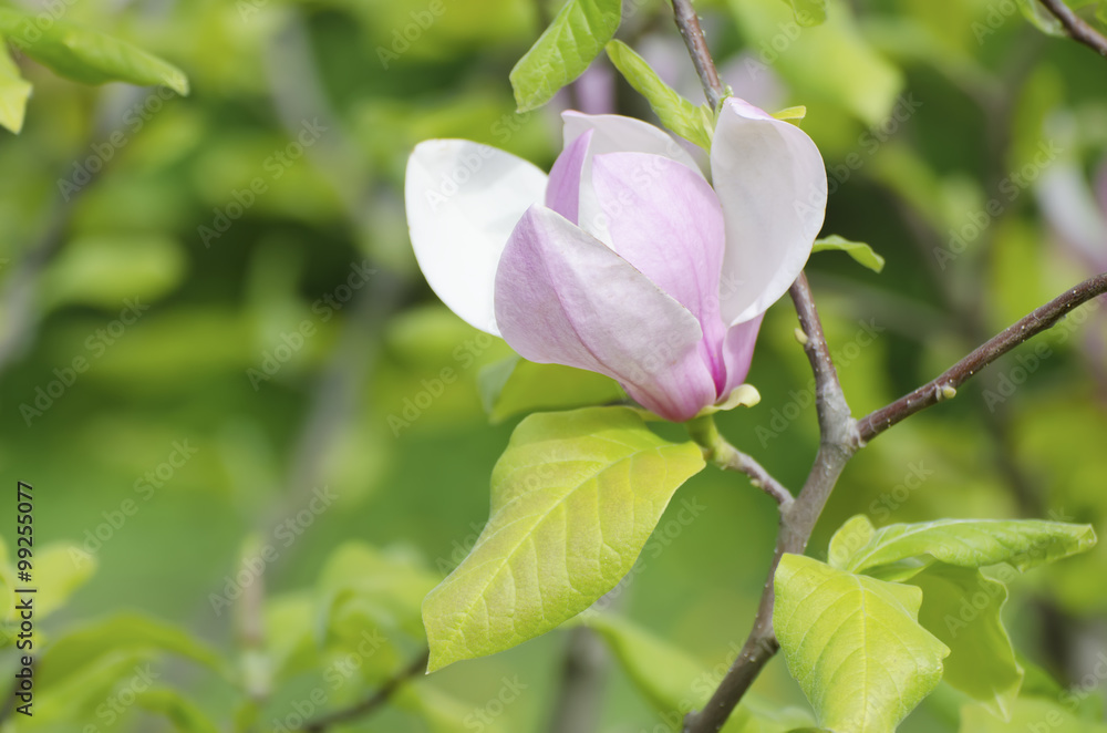 Magnolia spring flowers